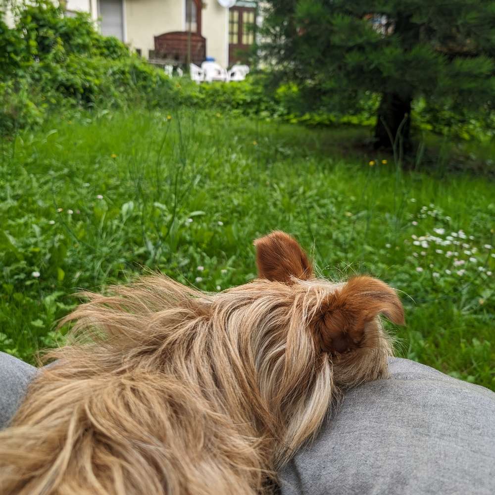 Hundetreffen-Evanzo sucht Spielkameraden auf unserem Areal und anderswo-Profilbild