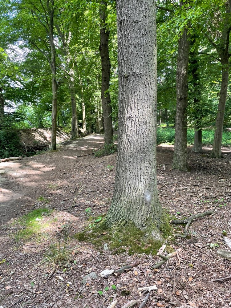 Giftköder-Eichenprozessionsspinner im Wald-Profilbild