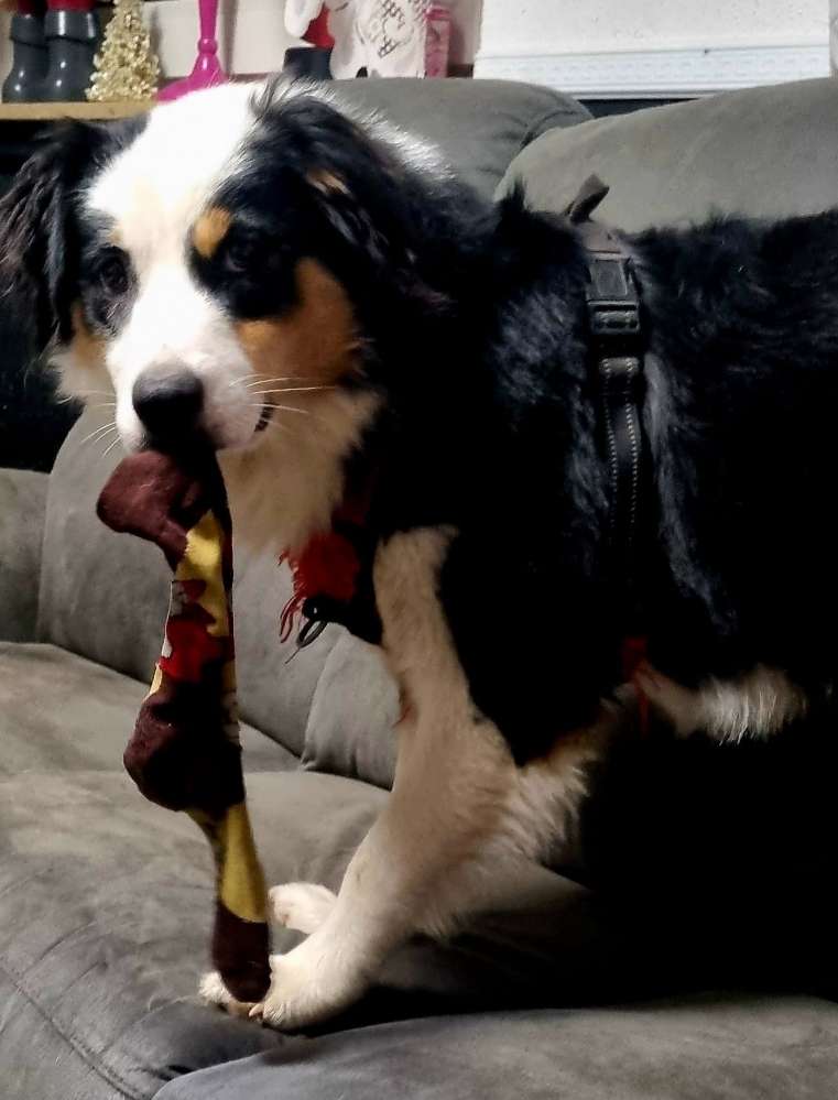 Was klaut euer Welpe und schaut dabei so unschuldig Banner