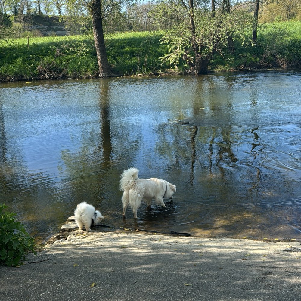 Hundetreffen-Welpentreff Schöntal-Profilbild