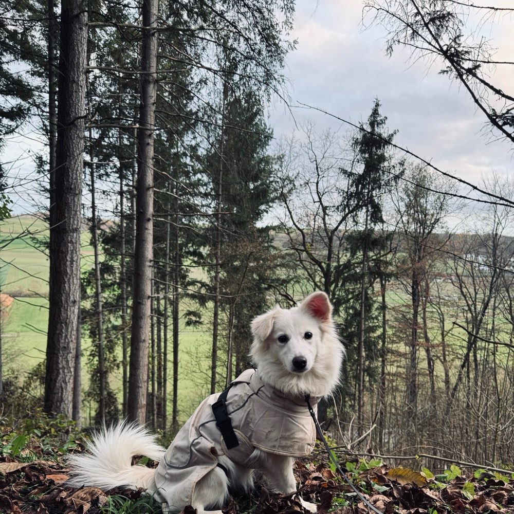Hundetreffen-Junghunde treffen Training spazieren spielen-Profilbild