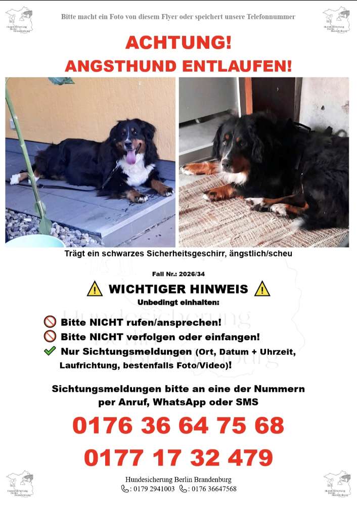 Suchmeldung-Angsthund MALOU-Profilbild