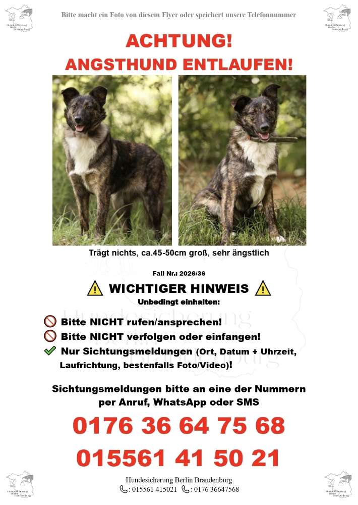 Suchmeldung-Sue ANGSTHUND-Profilbild