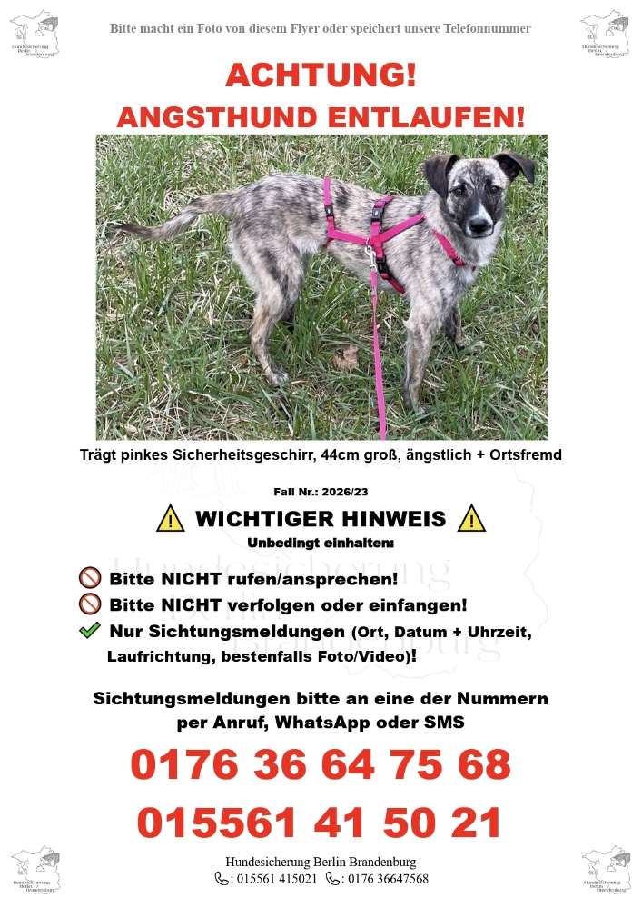 Suchmeldung-Angsthund Ulla-Profilbild