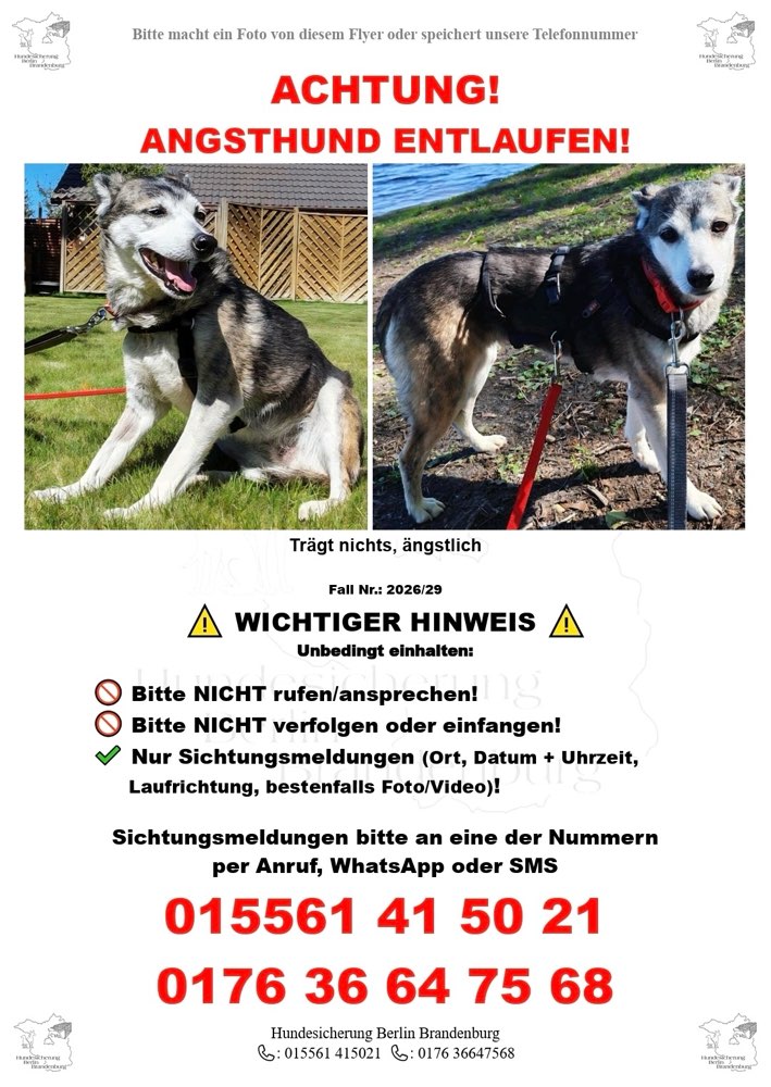 Suchmeldung-ANGSTHUND Luna-Profilbild