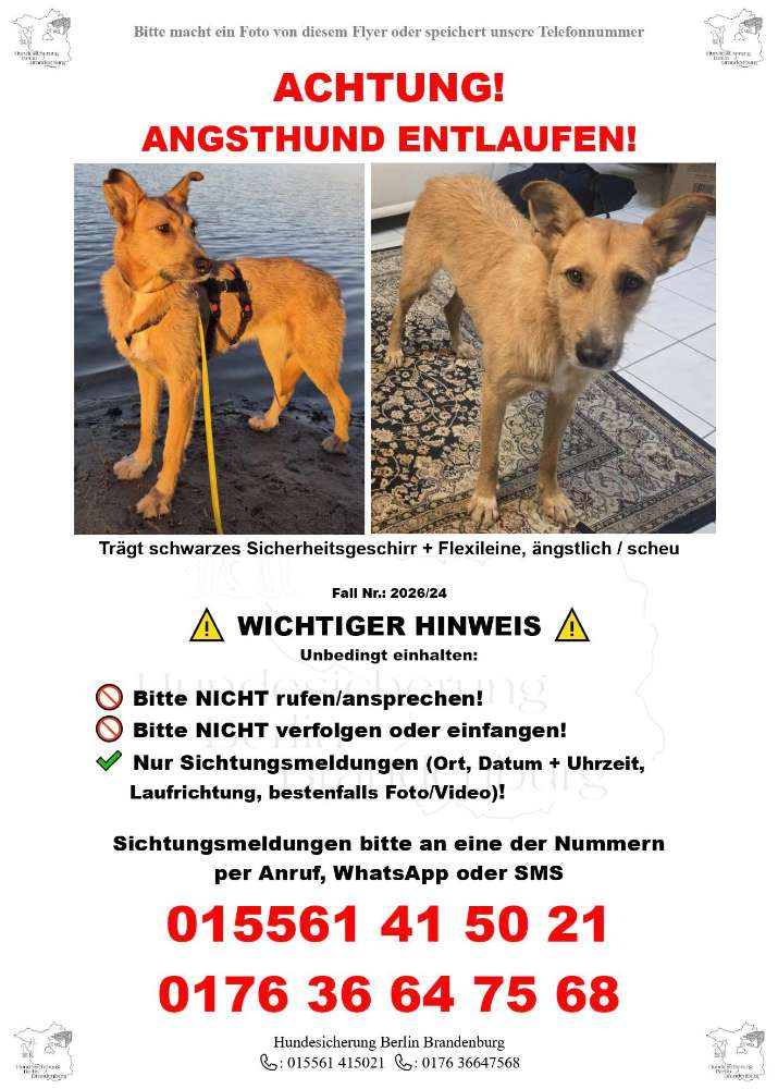 Suchmeldung-ANGSTHUND Nusa-Profilbild