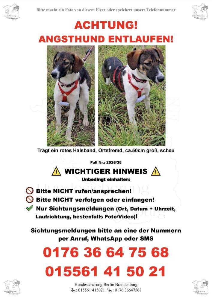 Suchmeldung-NOE (Angsthund)-Profilbild