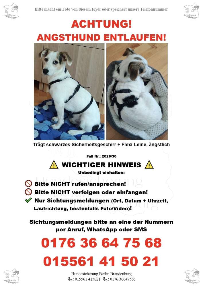 Suchmeldung-ANGSTHUND Milo-Profilbild