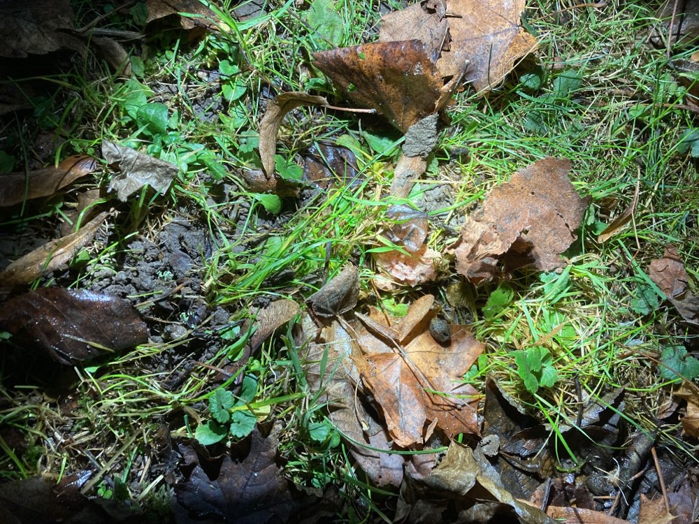 Giftköder-Vermutlich ausgelegtes Mett-Profilbild