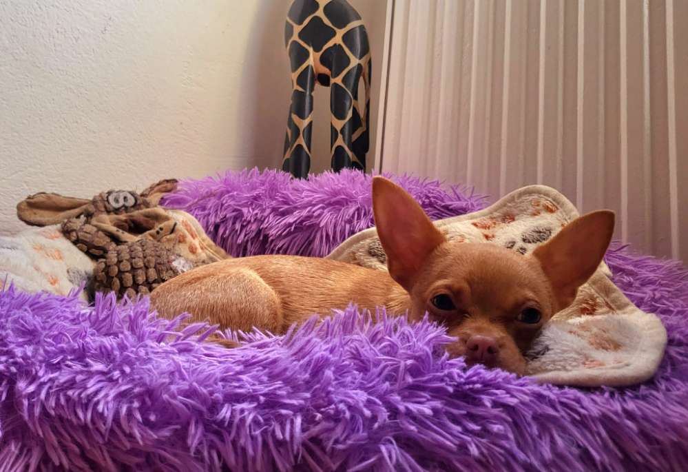 Hundetreffen-Chiuahua Treffen-Profilbild
