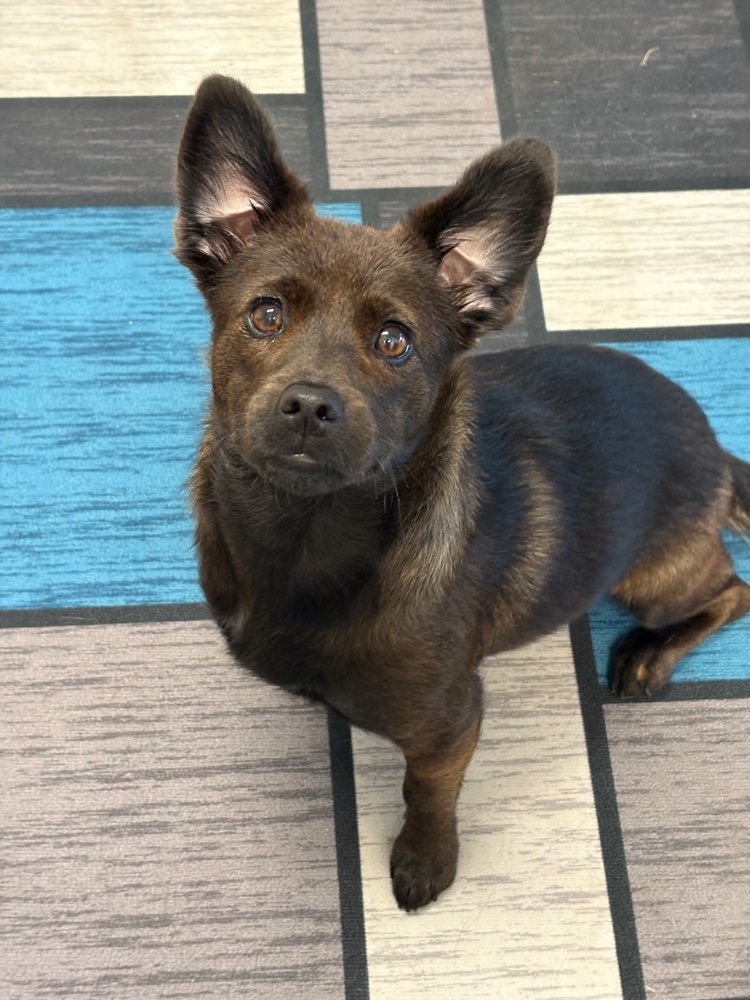 Hundetreffen-Spieltreffen Raum Tulln-Profilbild