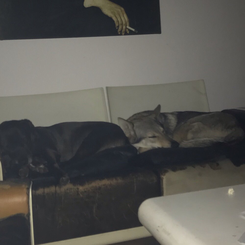 Hundetreffen-Treffen, Spaziergänge, Spielrunden-Profilbild