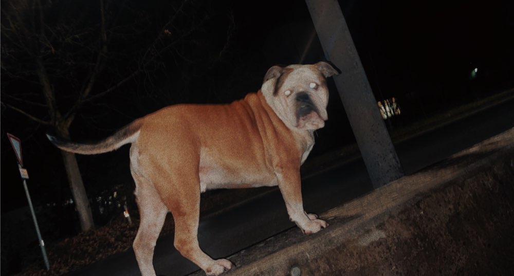 Hundetreffen-Training-Profilbild