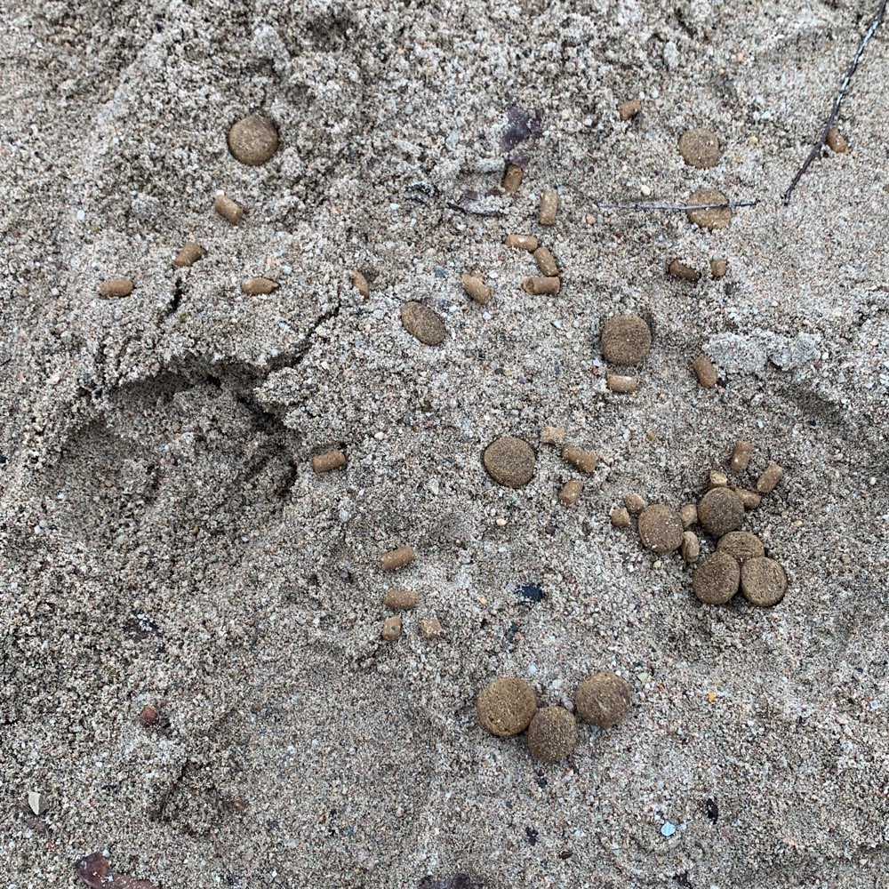 Giftköder-Wahrscheinlich Giftköder-Profilbild