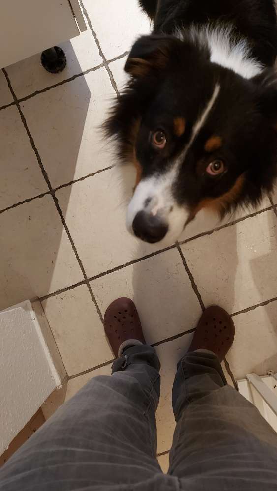 Hundetreffen-Welpen treffen in Vlotho-Profilbild