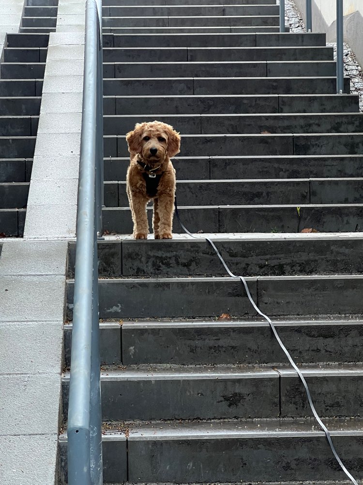Hundetreffen-Hundefreundschaft oder Gassirunde-Profilbild