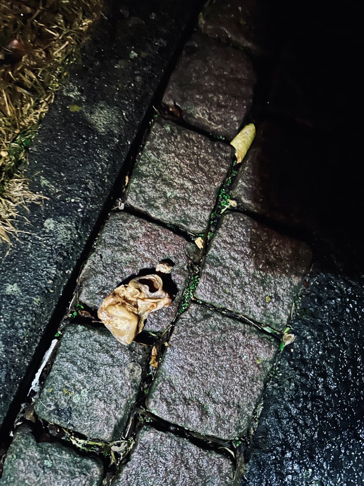 Giftköder-Eventuell Gift-Köder ausgelegt-Profilbild