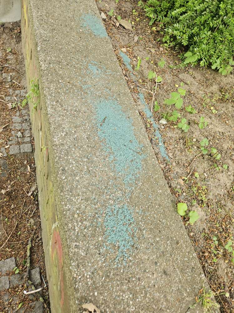 Giftköder-Blaukorn-Profilbild
