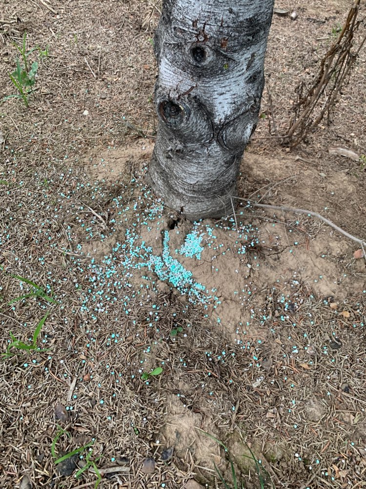 Giftköder-Blaukorn an Tannenbäumen-Profilbild