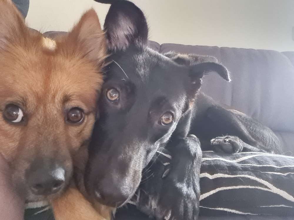 Hundetreffen-BETREUUNG-Profilbild