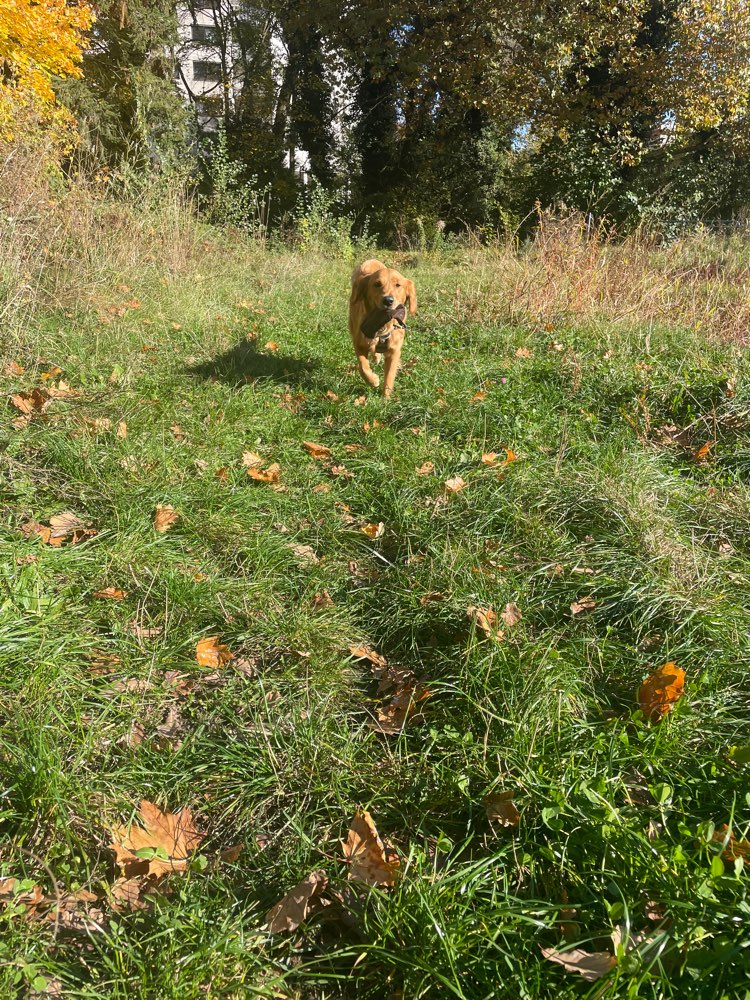 Hundetreffen-Trainings- und Spielpartner für Ezra-Profilbild