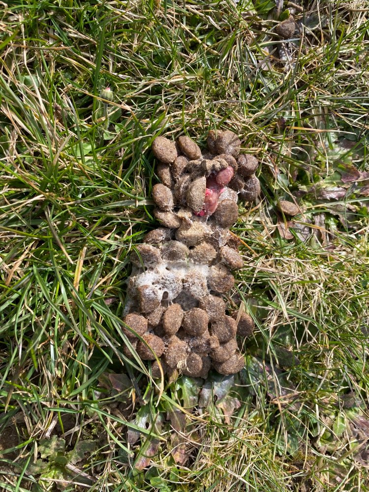 Giftköder-Trockenfutter-Profilbild