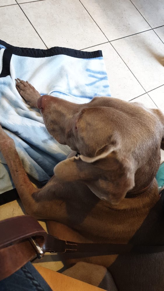 Giftköder-Giftköder-Profilbild