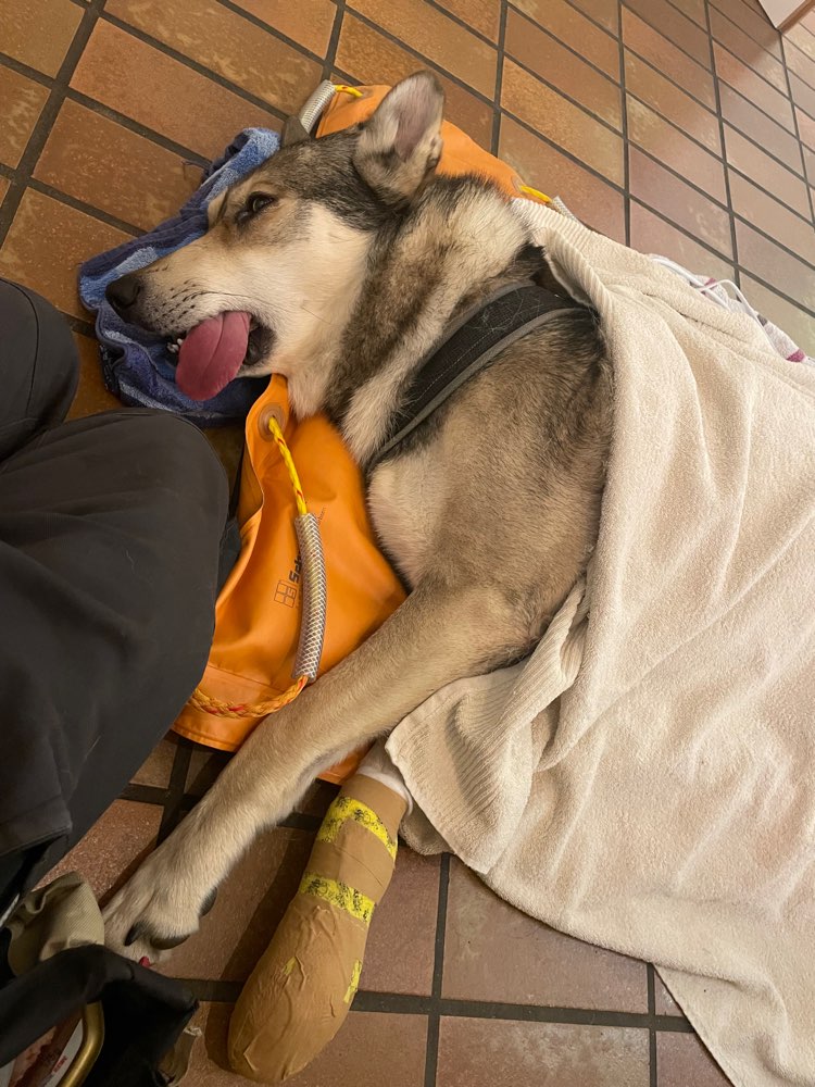 Giftköder-Scharfer Gegenstand-Profilbild