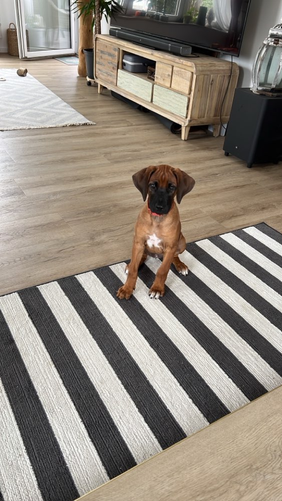 Hundetreffen-Welpentreffen in Moosburg-Profilbild