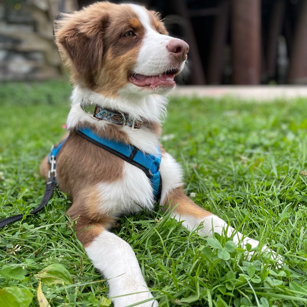 Hundetreffen-Aussi sucht Freunde zum spielen und trainieren-Profilbild