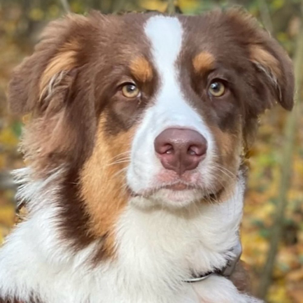 Hundetreffen-Aussi sucht Freunde zum spielen und trainieren-Profilbild