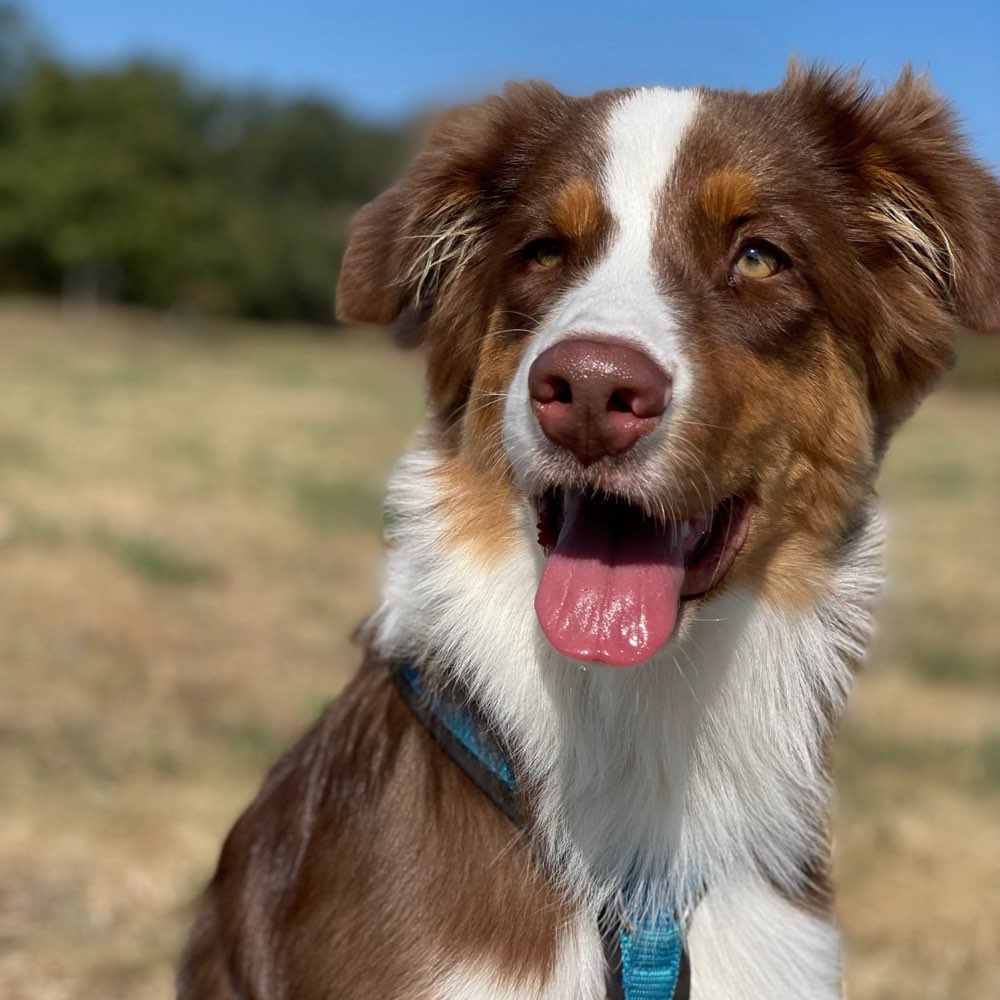 Hundetreffen-Aussi sucht Freunde zum spielen und trainieren-Profilbild