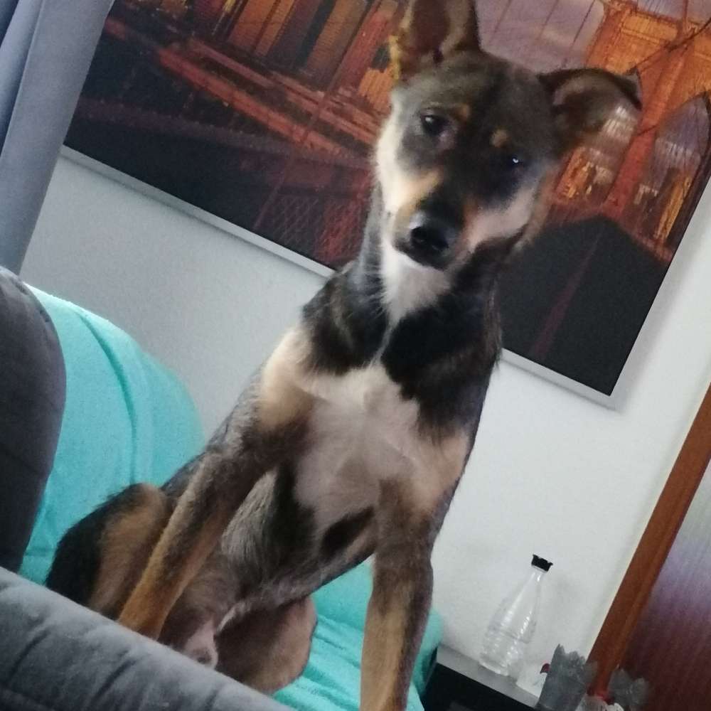 Hundetreffen-Hallo suche Freunde für meinen snoopy-Profilbild