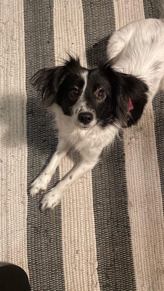 Hundetreffen-Spazieren und Spielen in Mülheim-Profilbild