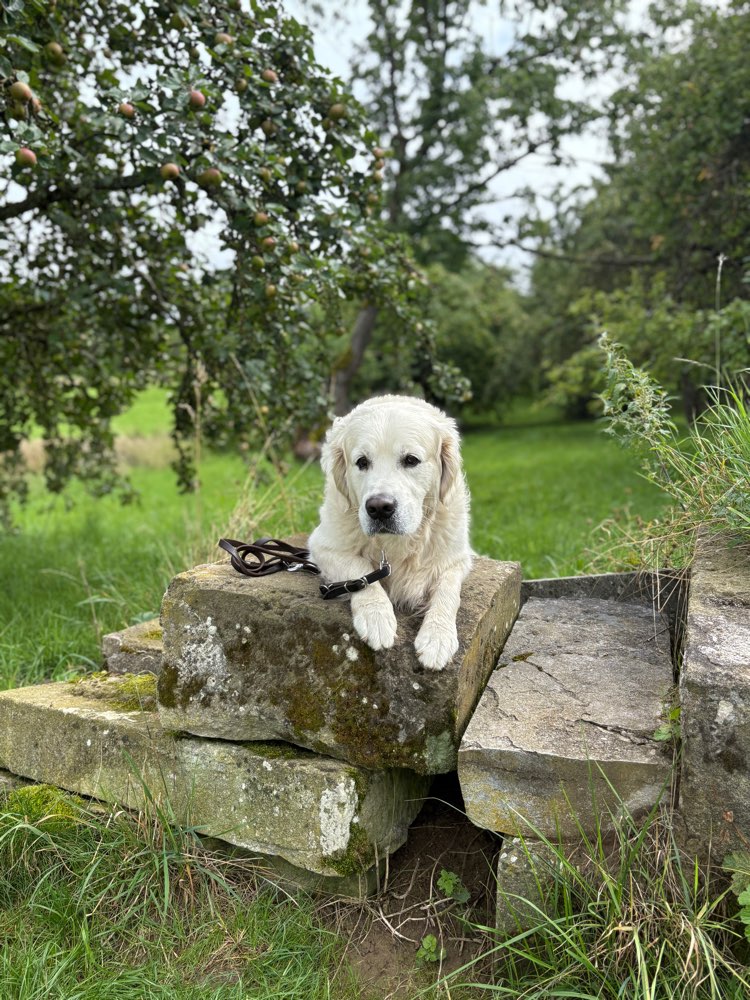 Hundetreffen-Neue Hundekumpels zum gemeinsamen Gassigehen und Spielen-Profilbild