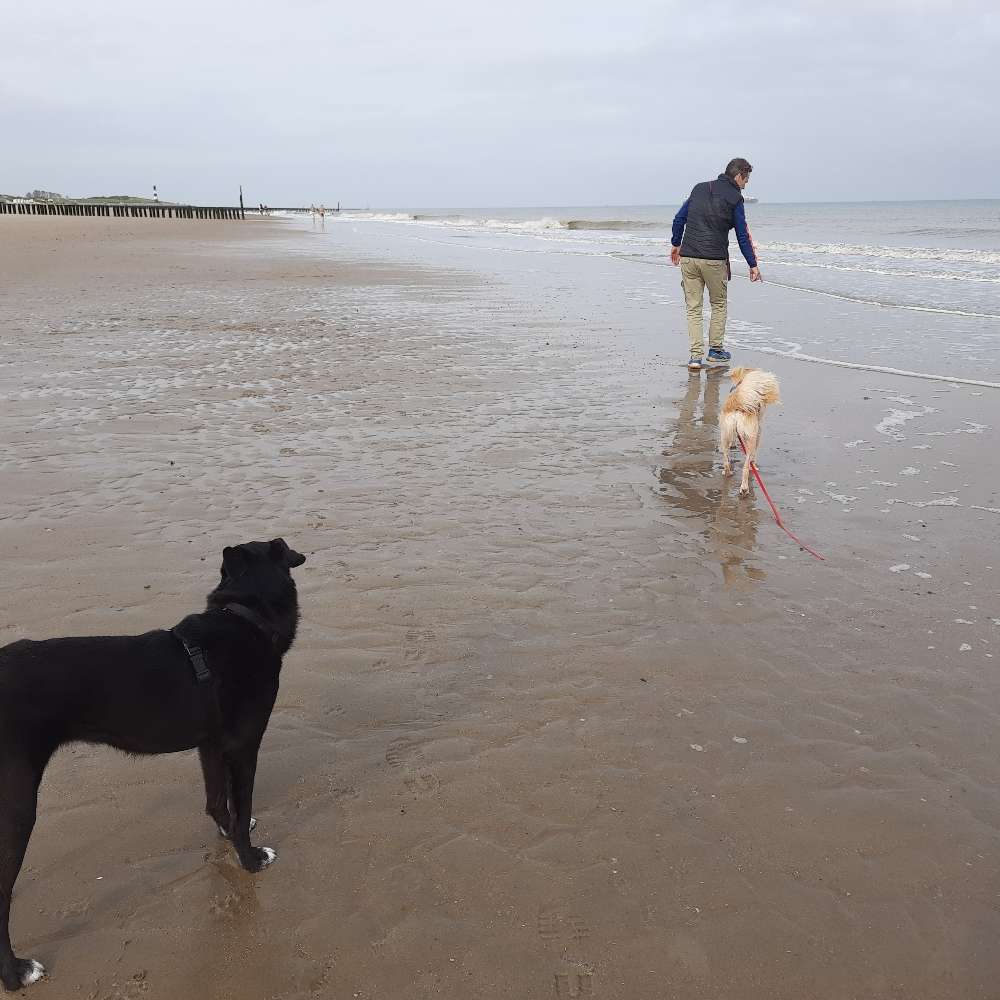 Hundetreffen-MANTRAILING-Profilbild