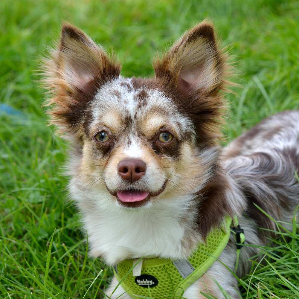 Hundetreffen-Spielen/Gassi gehen-Profilbild