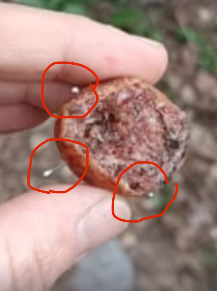 Giftköder-Präparierte Köder mit Nadeln-Profilbild