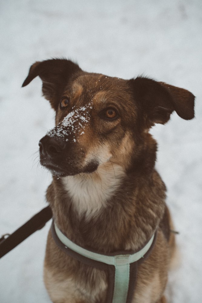 Hundetreffen-Spieletreff in eingezäuntem Gelände-Profilbild