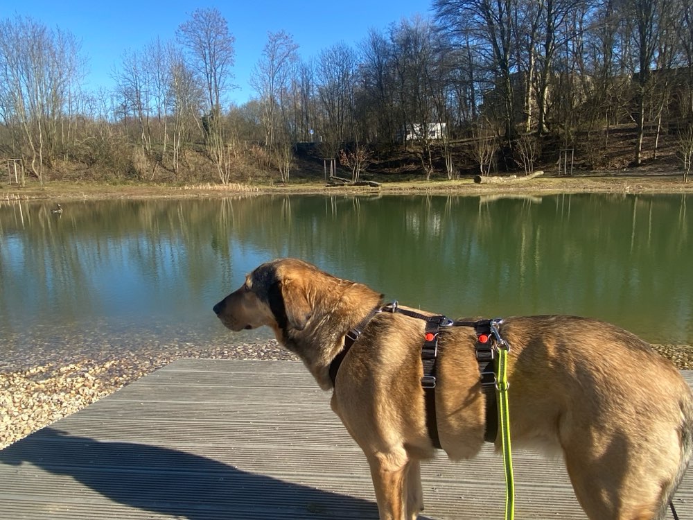Hundetreffen-Gassi- oder Übungsrunden-Profilbild
