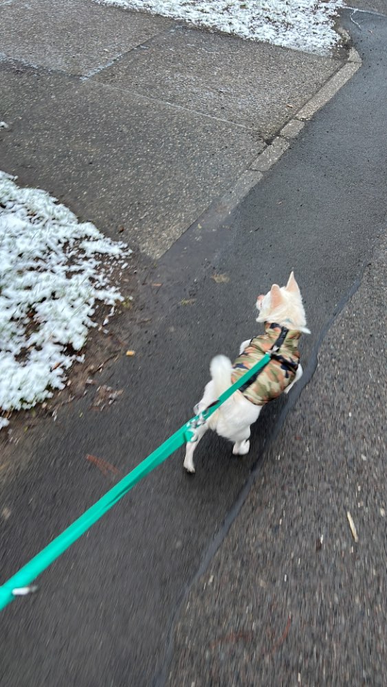 Hundetreffen-Sozial-Walk-Profilbild