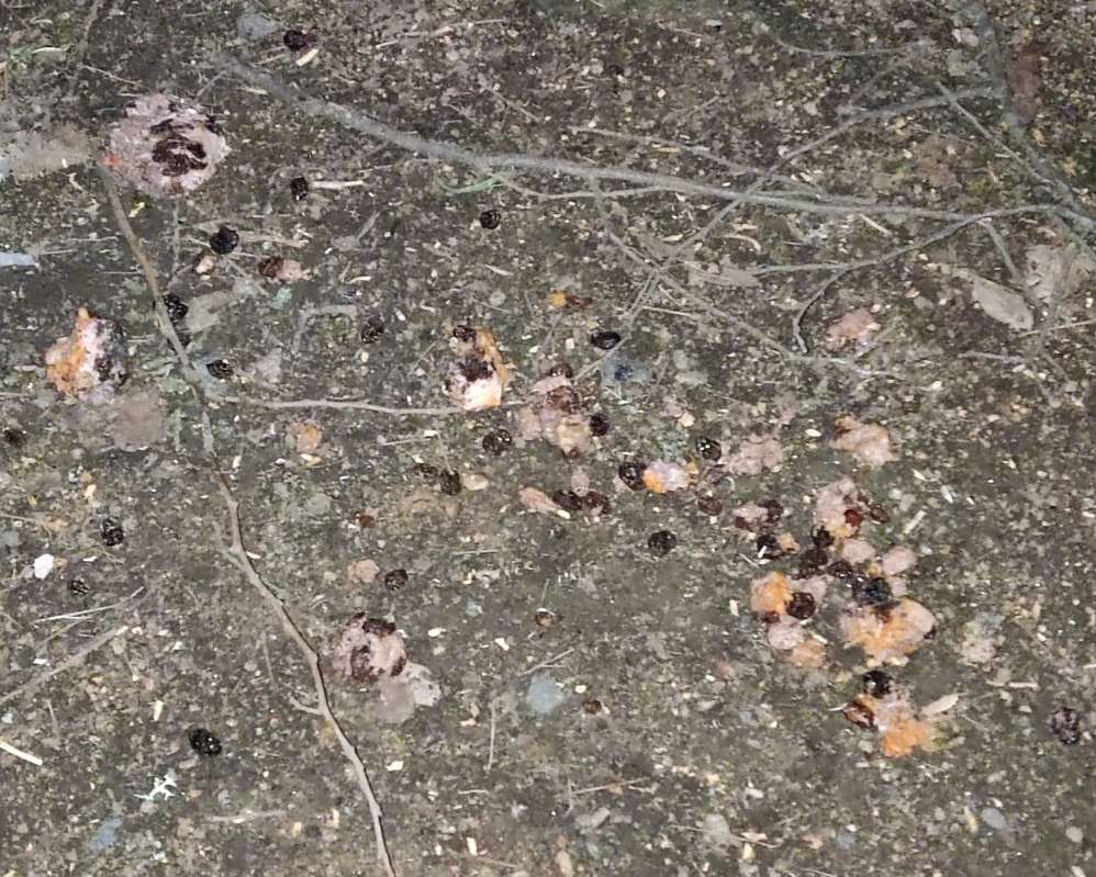 Giftköder-Vermutlich Giftköder-Profilbild