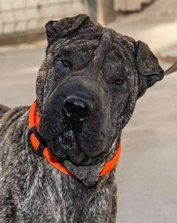 Hundetreffen-Treffen am Entenfang-Profilbild