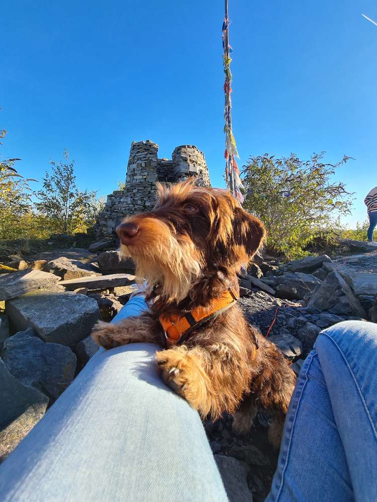 Hundetreffen-Spaziergang kleine Hunde (Dackel o. Ä.)-Profilbild