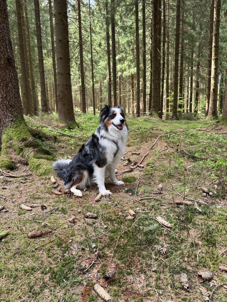 Hundetreffen-Hundebegegnungen trainieren-Profilbild