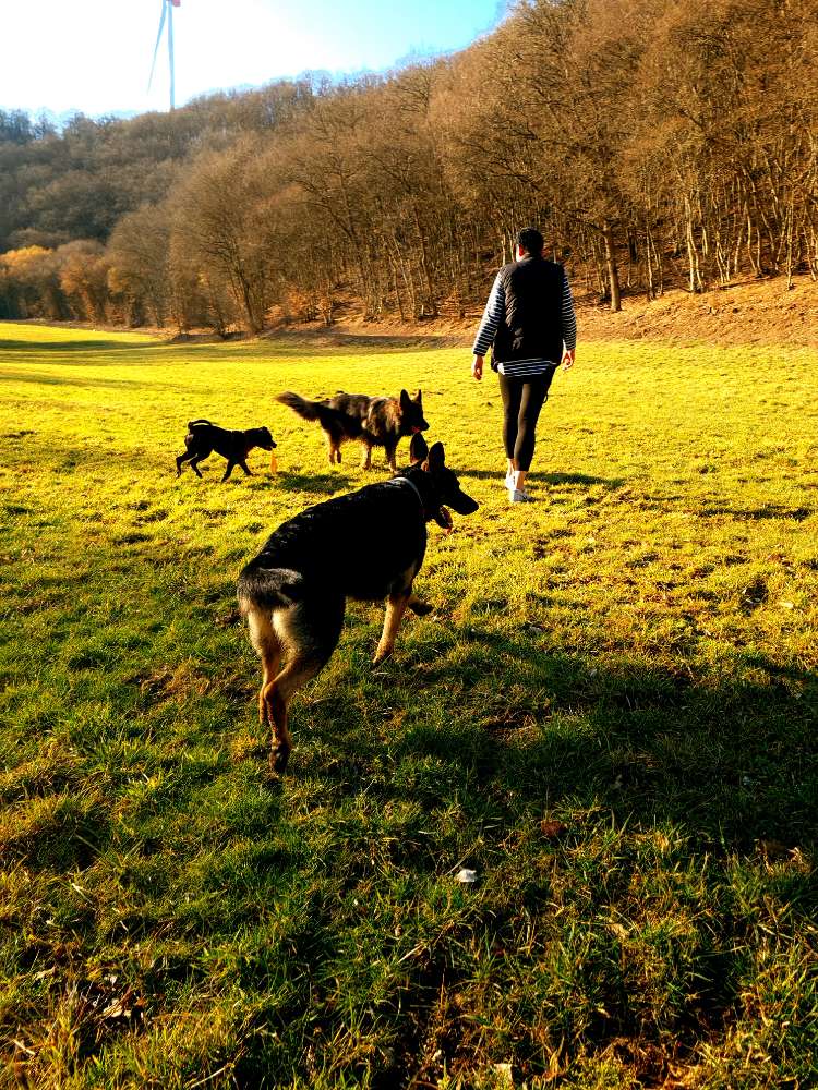 Hundetreffen-Robuste Spielkameraden gesucht 😉-Profilbild