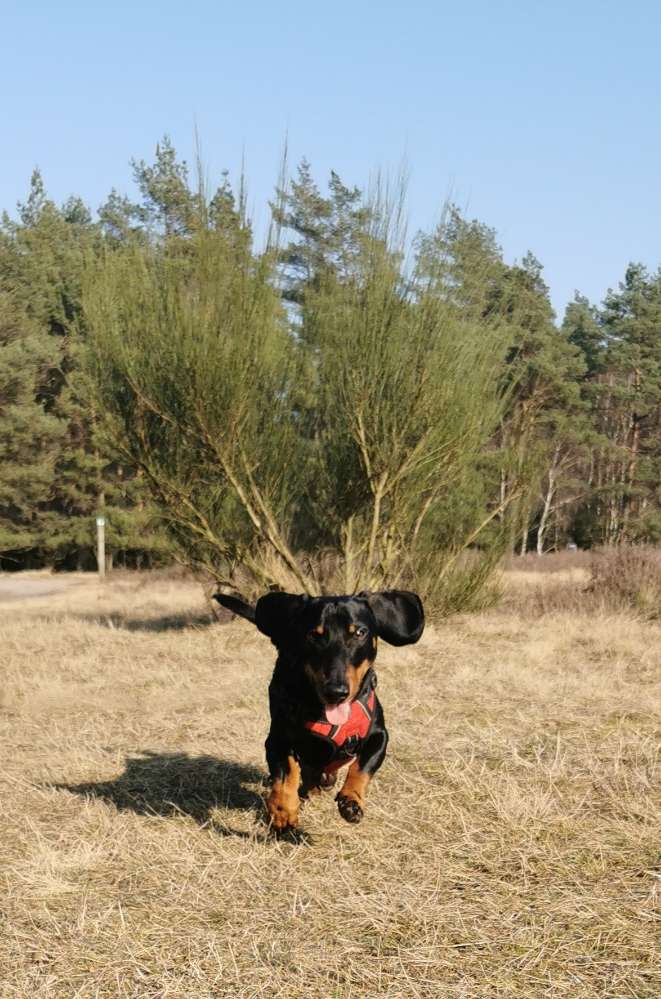 Hundetreffen-Spaziergänge oder Spielen-Profilbild