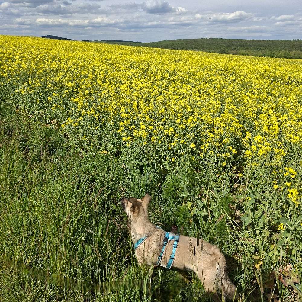 Hundetreffen-Spielrunde und Gassigänge-Profilbild