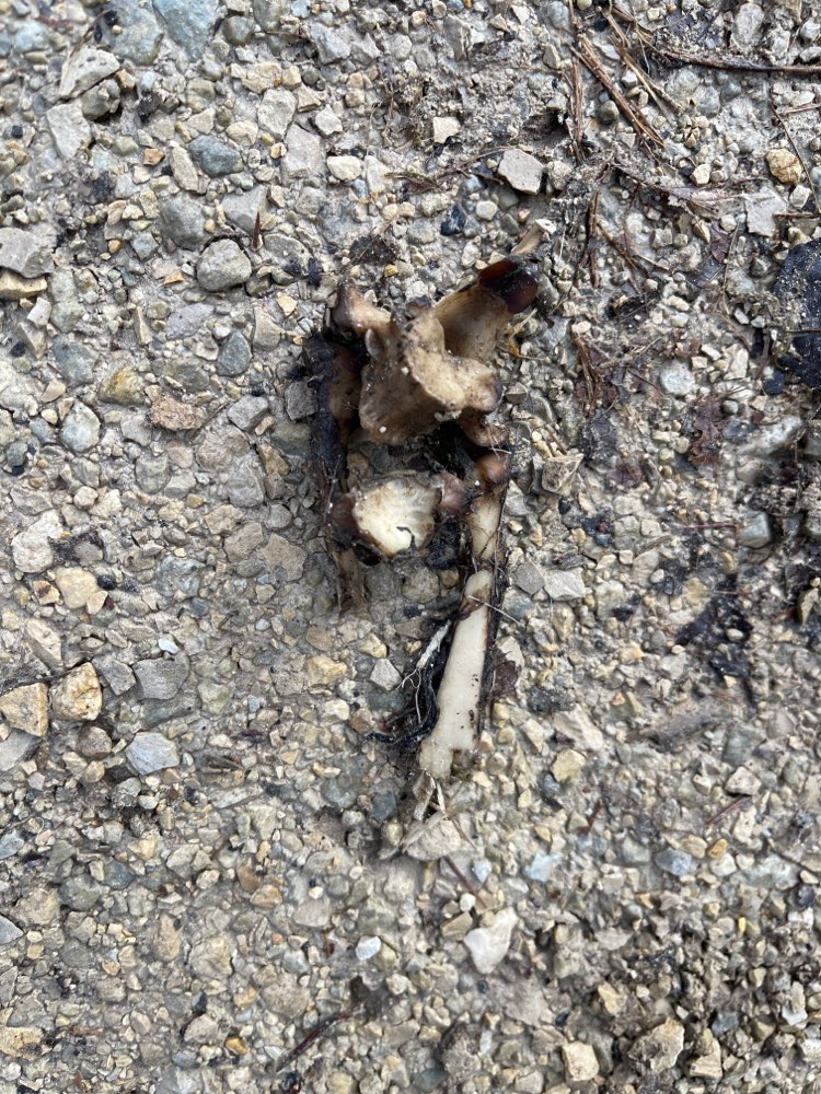 Giftköder-Knochenstücke-Profilbild