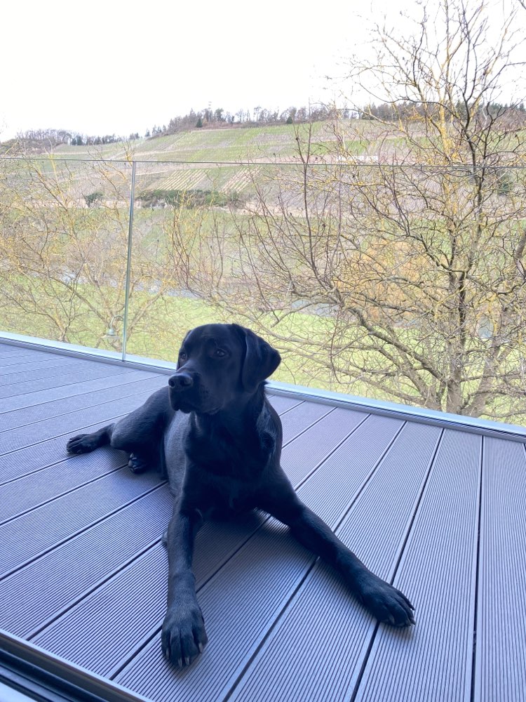 Hundetreffen-Monty sucht einen Freund zum Spielen und ggf. Trainieren-Profilbild